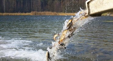 Зарыбливание водоема