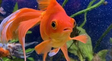 Золотая рыбка: натуральная или крашенная