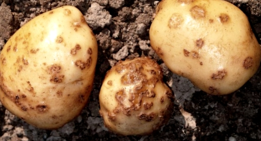 Борьба с болезнями клубней картофеля