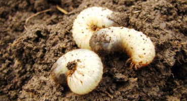 Борьба с личинками майского жука