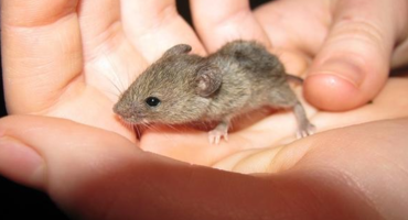 Народные способы борьбы с мышами