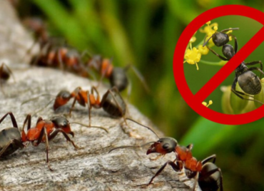 Средство уничтожения садовых муравьев